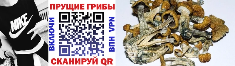 Псилоцибиновые грибы Magic Shrooms  Купить  Долинск 
